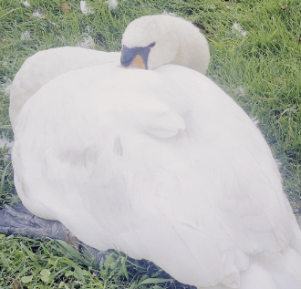 吉岡里帆、「DIC川村記念美術館」訪問でアートと自然に癒されるひととき！