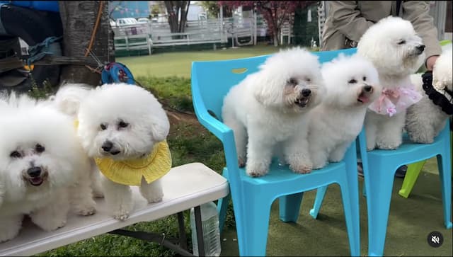 「ぱんちゃんはどれでしょう」槙野智章がモフモフショットを投稿にファン反応！