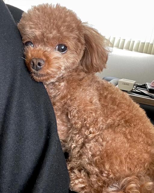 吉田沙保里の愛犬が可愛すぎる🐶