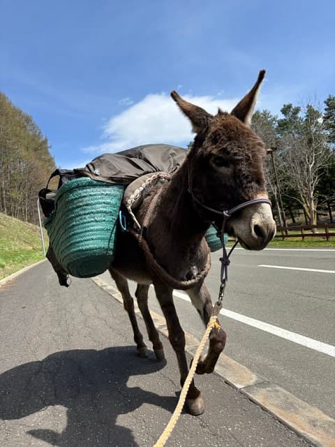 「今日からまた歩き始めます」太郎丸こと高田晃太郎がロバのクサツネの写真とともに旅のスタートを報告