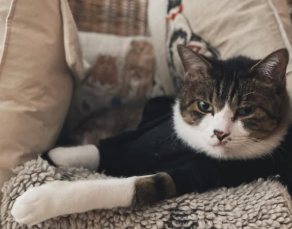 石田ゆり子、愛猫たびの「黒セーター効果」に驚き 「かっこよさが増してます」