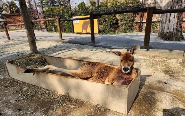 「リラックスできるなら…」東武動物公園が可愛すぎる”箱入りカンガルー”の姿を投稿！