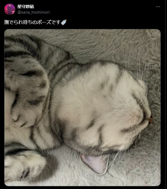 「見てるだけで幸せになる」人気声優が猫ちゃんの可愛すぎる写真を投稿