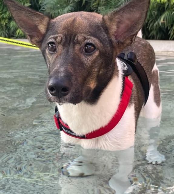 お笑い芸人 みやぞん　愛犬のメイちゃんを紹介！「愛犬のメイちゃん順調に育ってます🥹」