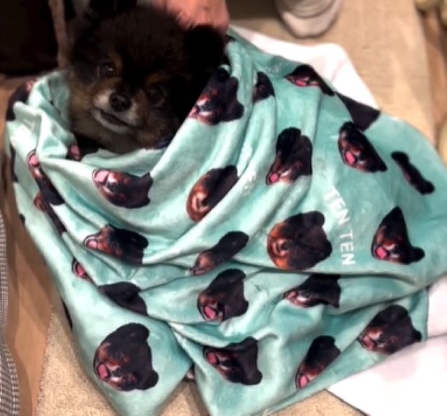 まるでお人形！女優・中村ゆりがもふもふな愛犬を紹介