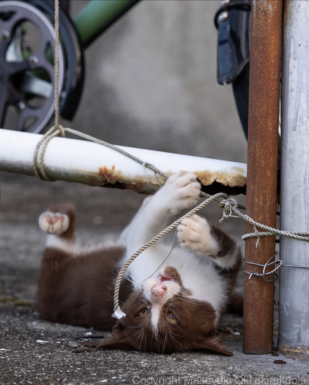 沖昌之、紐で戯れている猫の姿が可愛すぎると話題に