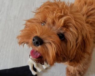 「なかなか撮らせてくれない！？」アンガールズ山根、愛犬“ロクシー”のもふもふショットに癒やされる声