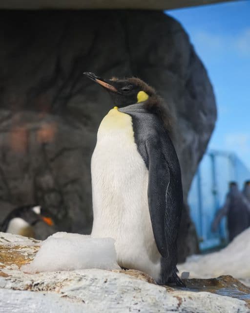 「たった一日の間で…」鴨川シーワールド、驚愕のオウサマペンギンの変化を公開!