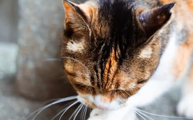 「流石です」「素敵」SixTONES・京本大我の猫ちゃん写真が“かわいすぎる”と話題に