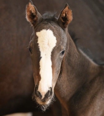 イクイノックスの"第一子"が誕生　名馬の産駒に期待大