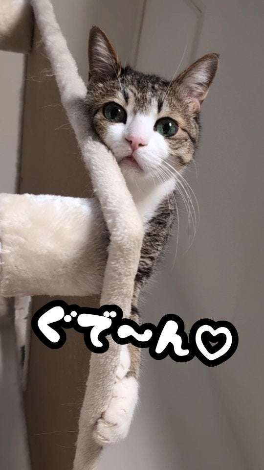 「ぐでーんとした表情もたまらない」Suzume Catの最新ムービーが可愛すぎると話題