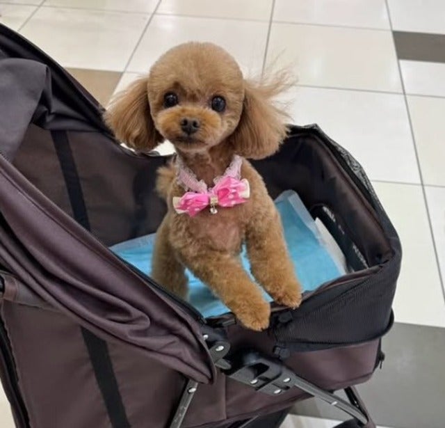 吉田沙保里がトリミングでフワフワになった愛犬リリーを大公開！