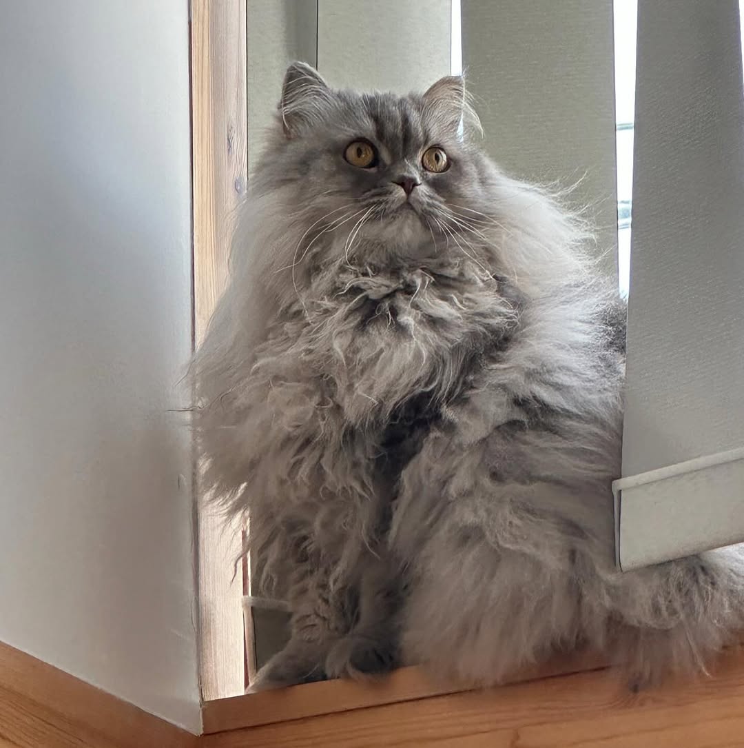 中川剛、愛猫のお座りショットが話題「まるでふわふわの妖精」