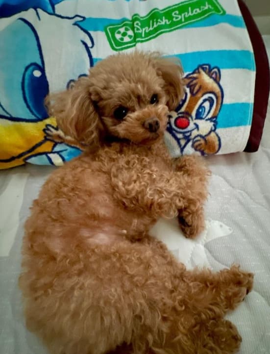 元レスリング選手〇〇が「朝から枕を奪われたけど…」可愛すぎて許しちゃう親バカ全開