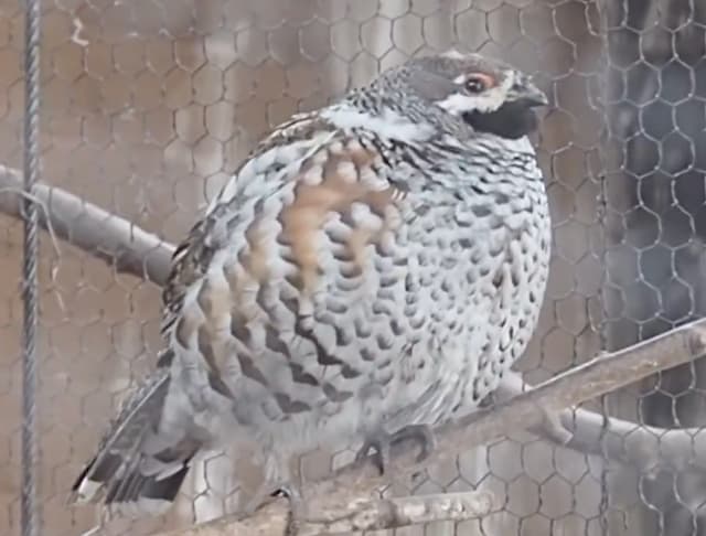 「ぷっくり→スリム」に一瞬で変身！エゾライチョウの“擬態”が話題