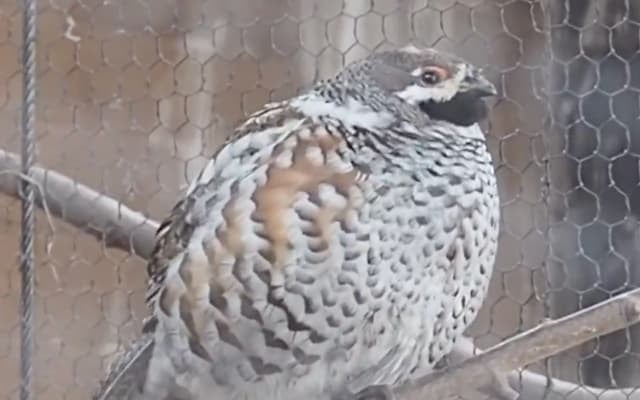 「ぷっくり→スリム」に一瞬で変身！エゾライチョウの“擬態”が話題