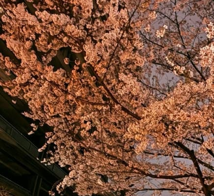 「めちゃめちゃ素敵」「素晴らしい」お笑い芸人・田村淳の夜桜散歩が絵になると話題に！