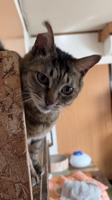 「信じられないかもしれませんが…」童顔20歳ネコちゃんの若すぎる鳴き声に「まさに美魔女」の声