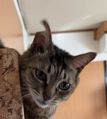 「信じられないかもしれませんが…」童顔20歳ネコちゃんの若すぎる鳴き声に「まさに美魔女」の声