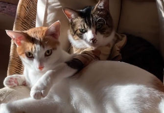 石田ゆり子、朝一番の癒しショットを公開！「なかよしのわが家のめんめん」