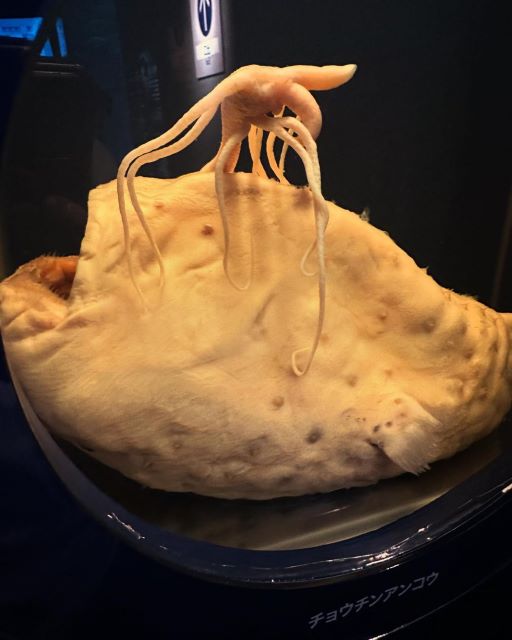 「閲覧注意⁉」有吉弘行がアップしたある生き物の写真に物議⁉