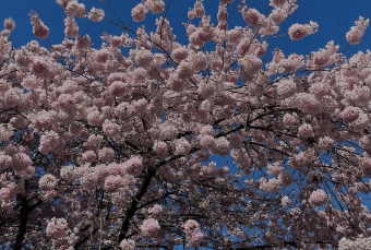 「かわいいったらありゃしない」光浦靖子、バンクーバーで見つけた“まんまる桜”に癒される