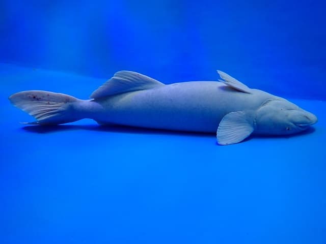 本当に生きてる!?丸太のように太ったコバンザメの姿が話題に