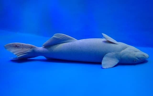 本当に生きてる!?丸太のように太ったコバンザメの姿が話題に