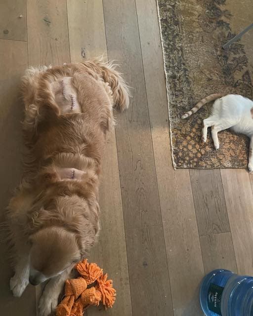 石田ゆり子の愛犬が脂肪腫の切除の手術を受けたことを報告🐶「元気で長生きしておくれ」