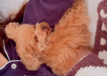 紗栄子、愛犬ララの手術を報告「小さな身体で本当によく頑張ってくれています」…ファンからもエール続々！