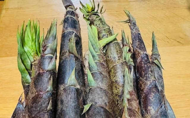 「お孫ちゃんと一緒に皮むきするの楽しみーー」尾木ママ、旬の山菜をゲット！