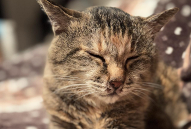 「眠いなら寝ていいんだよ」プロレスラー・長谷川美子が見せた“癒しの猫ショット”にファンほっこり