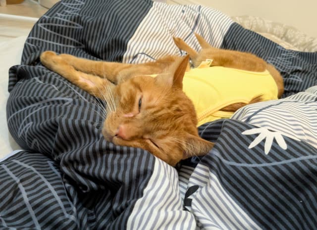 「リドくん、退院…！！おかえり！！」松丸亮吾の愛猫が手術を終え無事に退院