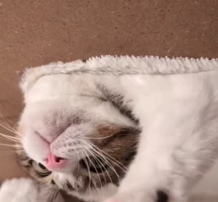 穴からひょっこり！Suzume Catの最新動画が「ほんとかわいすぎ」と話題に！