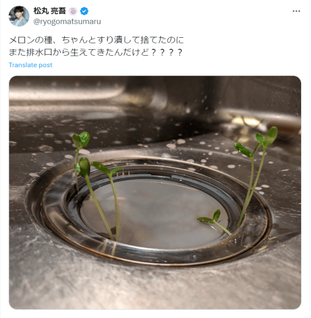 「排水口から生えてきたんだけど？」人気タレントの自宅に“メロンの芽”が6本育つ