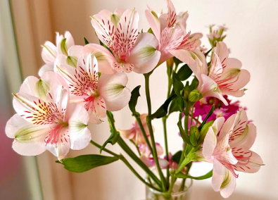 「土曜の朝に癒やしを…」夏木マリが届けた“おはようシリーズ”にファン安らぐ