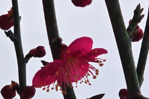 土屋太鳳、台湾地震への想いを綴る「どうか安全な夜を」