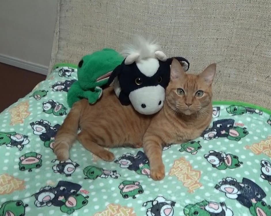 パペットマペットの”仲良し3ショット”が「癒しすぎる」といいね殺到！