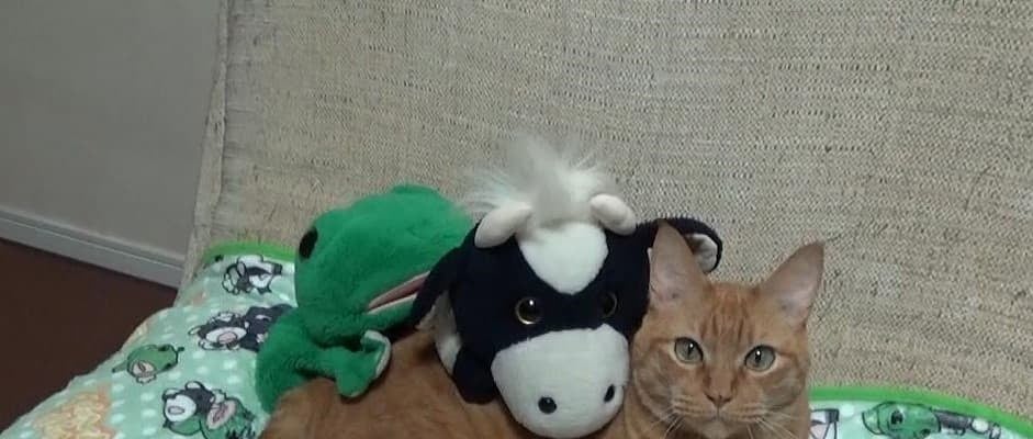 パペットマペットの”仲良し3ショット”が「癒しすぎる」といいね殺到！