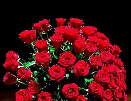 夏木マリ　”#おはようシリーズ”でゴージャスな赤いバラの写真を公開！途上国の子どもたちに思いを寄せる