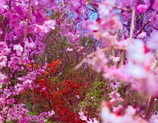 蜷川実花が魅せる“京都・原谷苑”の奇跡！圧巻の花景色に息を呑む