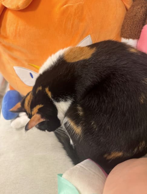 「膝にくっついて来て丸まって寝てるのきゃわ」SnowMan・佐久間大介が愛猫の様子をシェア