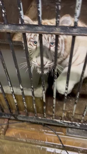「お肉ちょーだい！」ホワイトタイガーの可愛い”ご挨拶”動画が癒し爆発と話題に！