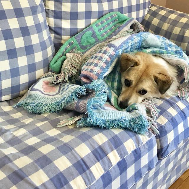 「冬支度❄️」Pecoが愛犬の可愛すぎるショットを公開✨