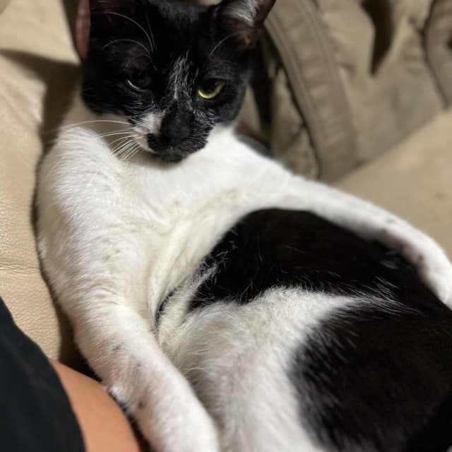 「なにかね？」芸人のひろし、愛猫の気持ちを代弁⁉