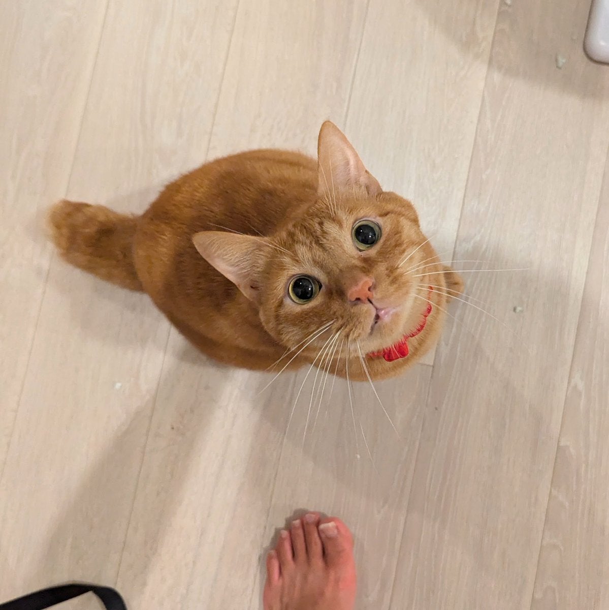 人気タレントが沖縄から帰宅 癒されるのは…？