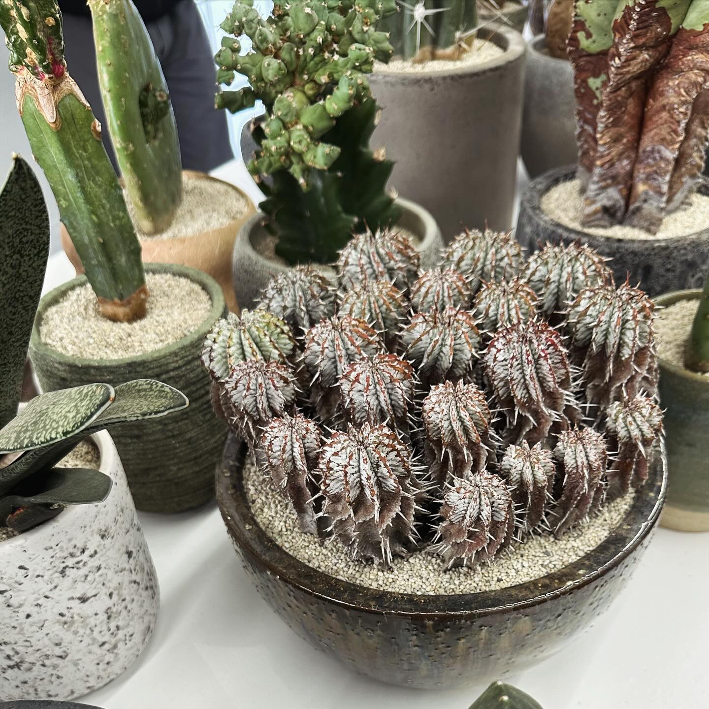 まさかのサボテン🌵有吉弘行が趣味である園芸の様子を公開！！