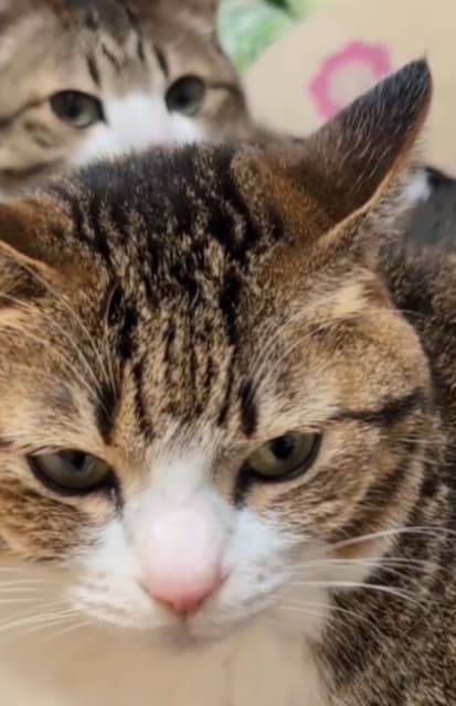 のんびりしている猫が可愛すぎる！Suzume Catの最新動画にファンメロメロ！