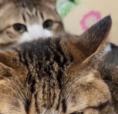 のんびりしている猫が可愛すぎる！Suzume Catの最新動画にファンメロメロ！