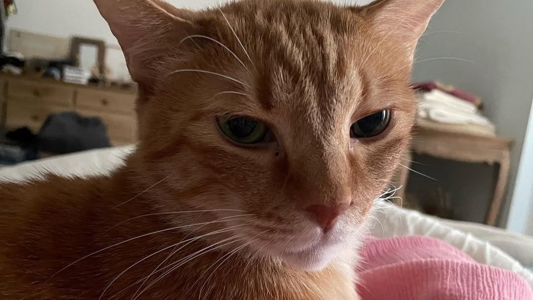 “成長した9歳男子”の甘えん坊タイムに癒される…女優の愛猫が見せた“べったり寝”スタイル